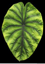 Photo Textures of Tropical Plants